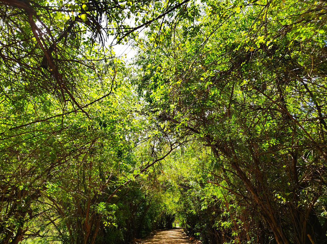Passeios praias da rota ecológica dos milagres-Porto de Pedras必去景点