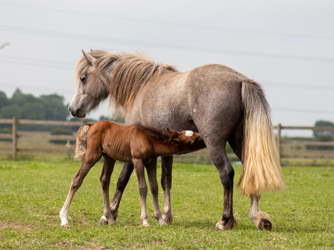 Bransby Horses-Bransby必去景点