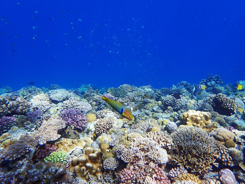 Dive 7 Seas Okinawa-名护市必去景点