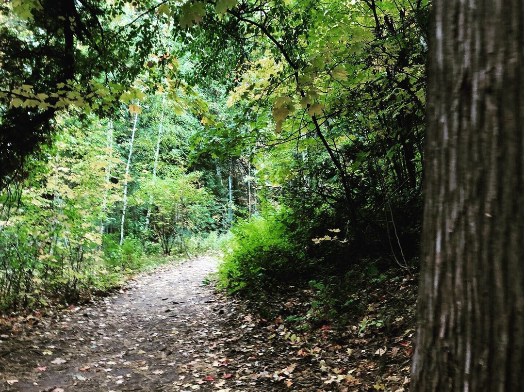 Oak Ridges Corridor Conservation Reserve Trail景点图片