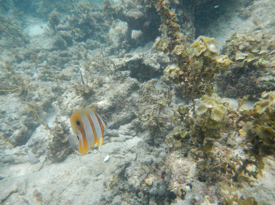 @ Samui Tour & Travel-呈塔累必去景点