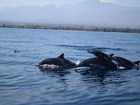 Saraswati Lovina Dolphin-罗威那海滩必去景点