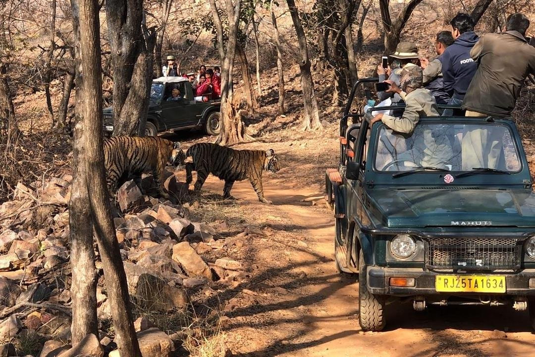 ranthambore safari 360-瑟瓦伊马托布尔必去景点