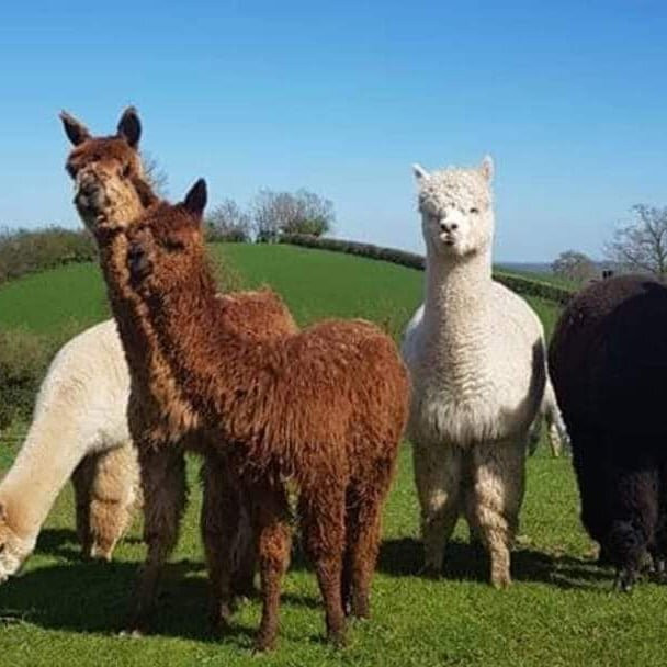 County Monaghan旅游景点-Glaslough Alpacas