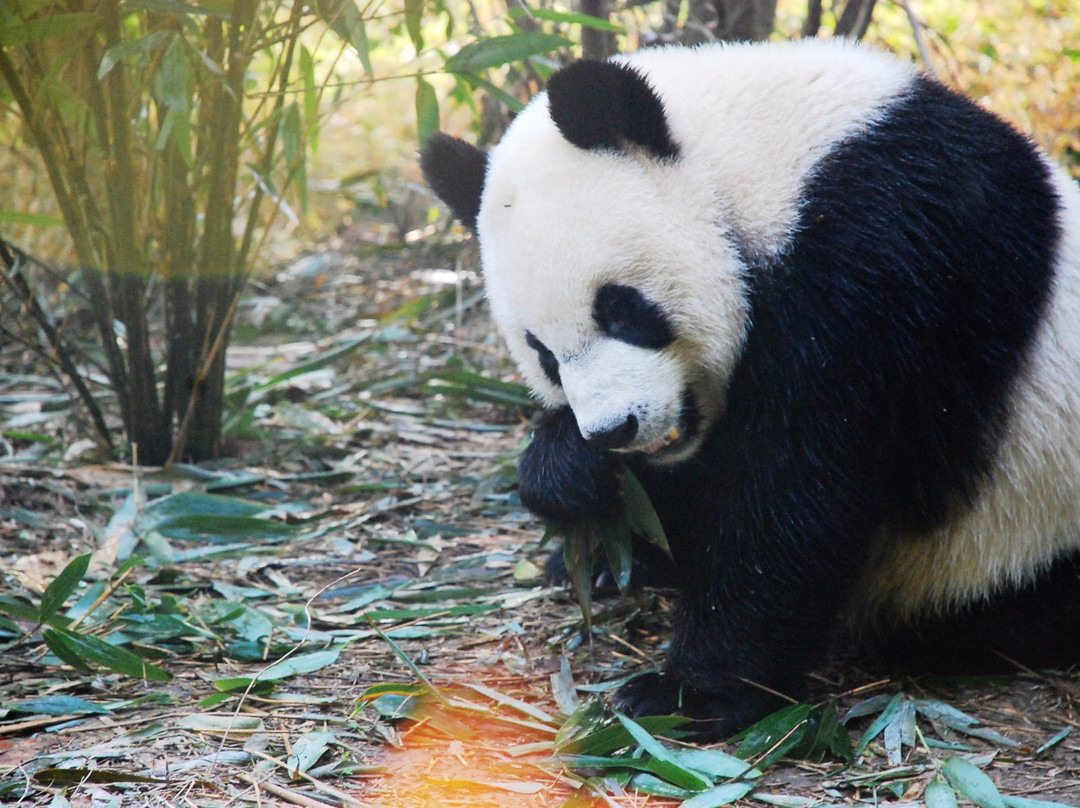 U2panda
