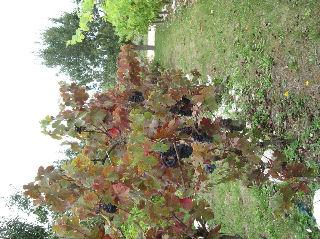 Potager-fruitier