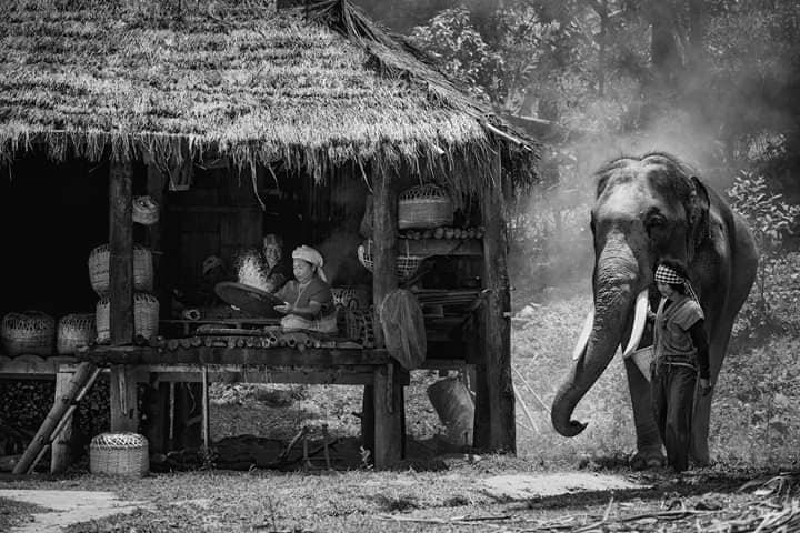 Karen Tribe Native Elephant-清迈必去景点