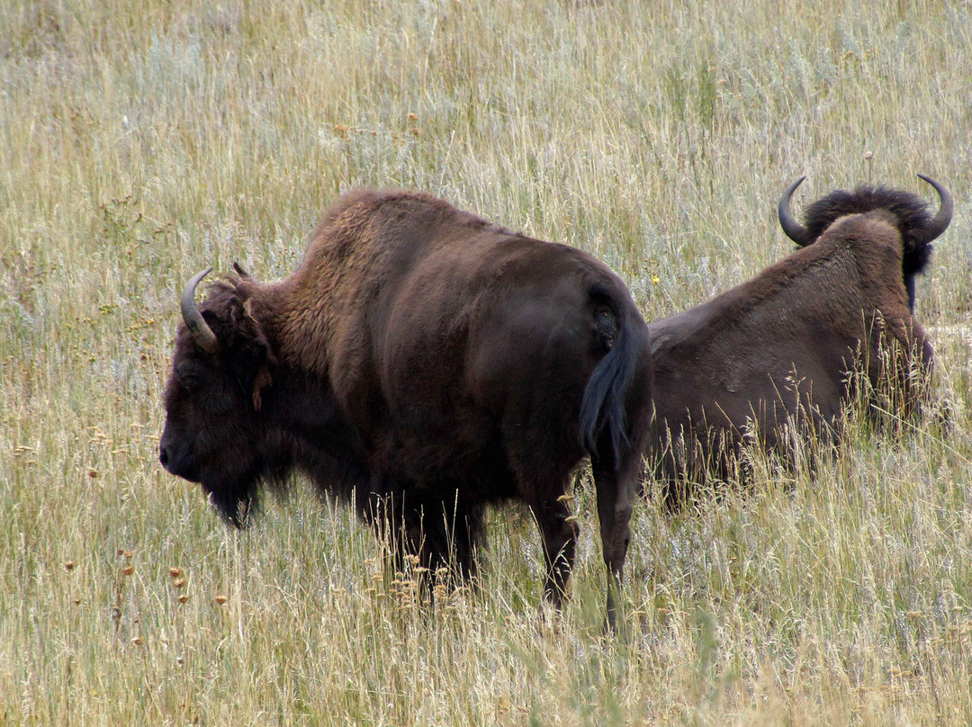 Genesee Park-丹佛必去景点
