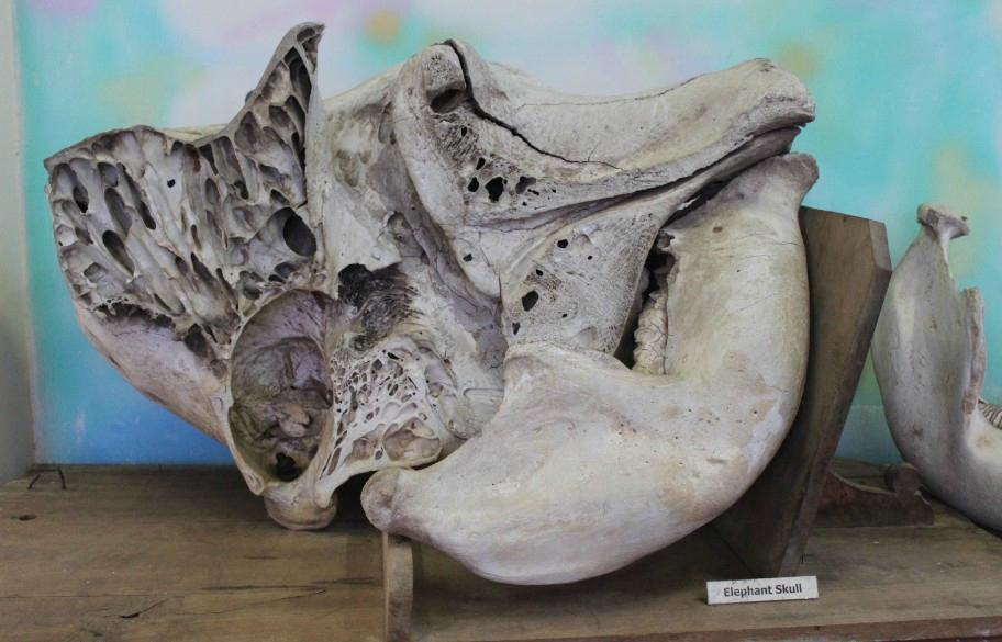 Regional Museum of Natural History