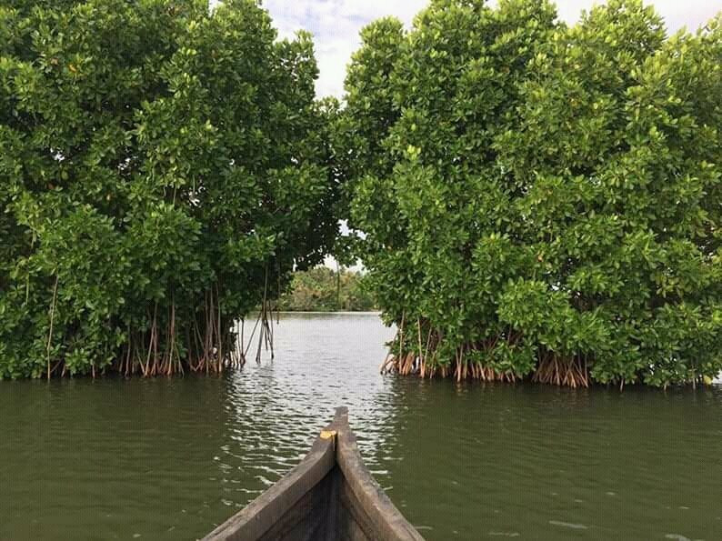 Munroe Island Backwaters Canoe Tours景点图片