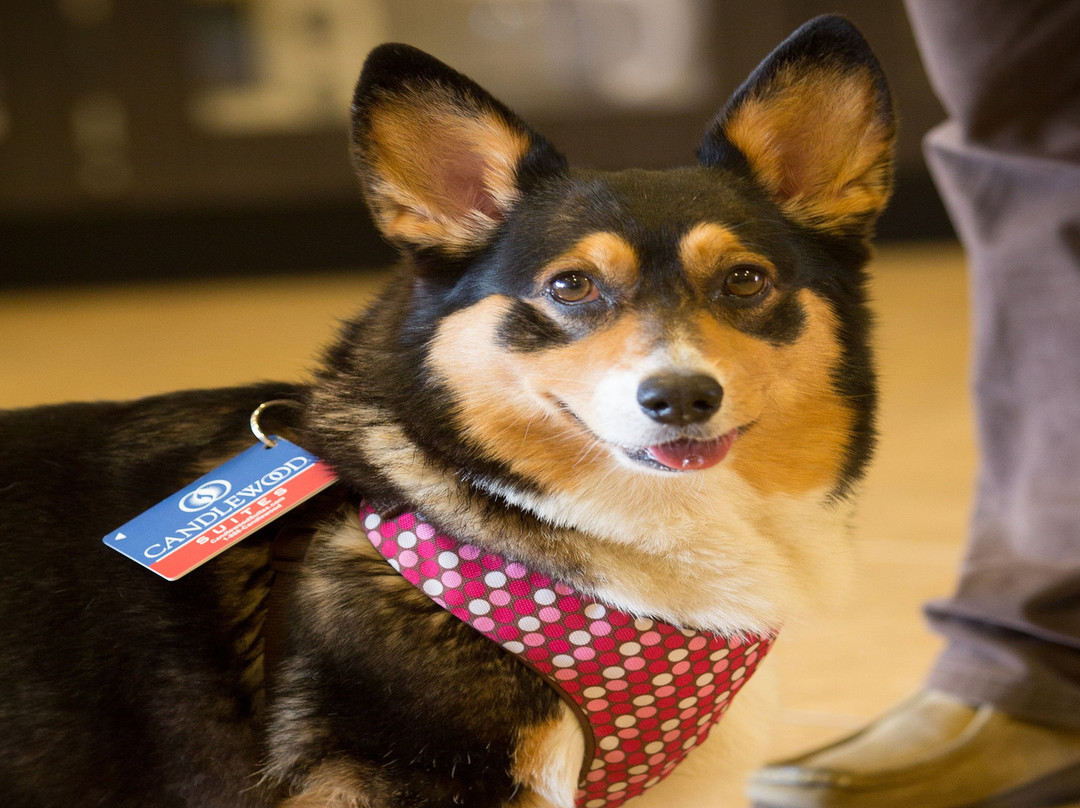 Candlewood Suites Springfield-Medical District by IHG主图