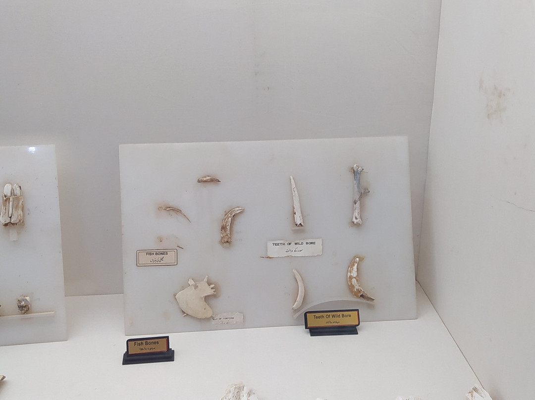 Archaeological Museum Mohenjo Daro-Larkana必去景点