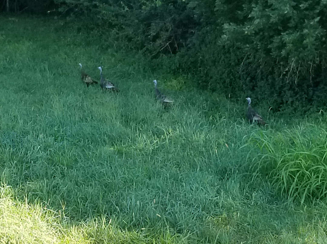 Greenway Trail-帕迪尤卡必去景点