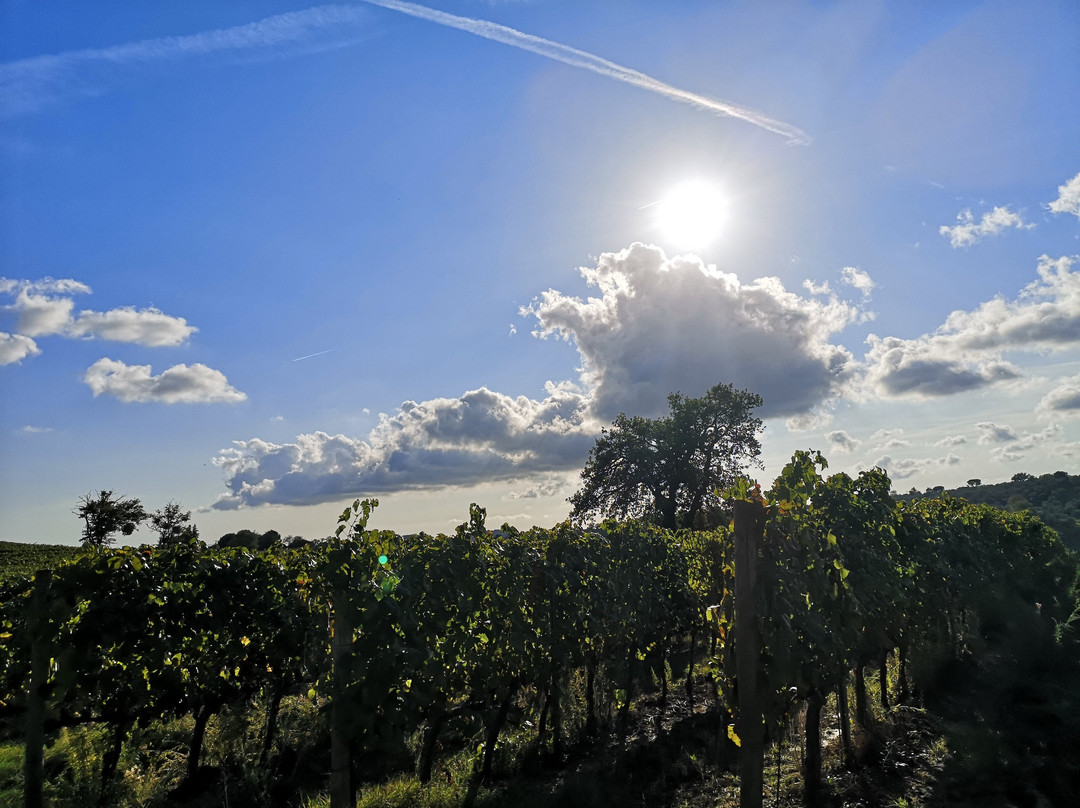 Terenzi Winery-Scansano必去景点