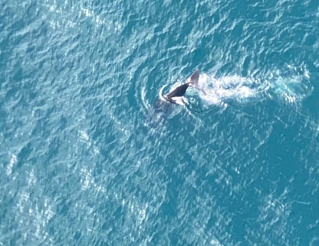 Air Kaikoura Aero Club-Kaikoura必去景点