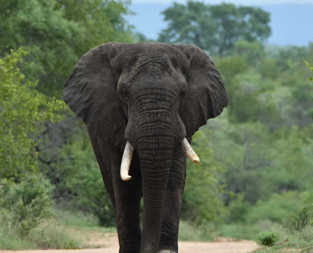 Wild Photo Africa Safaris-尼斯普鲁特必去景点