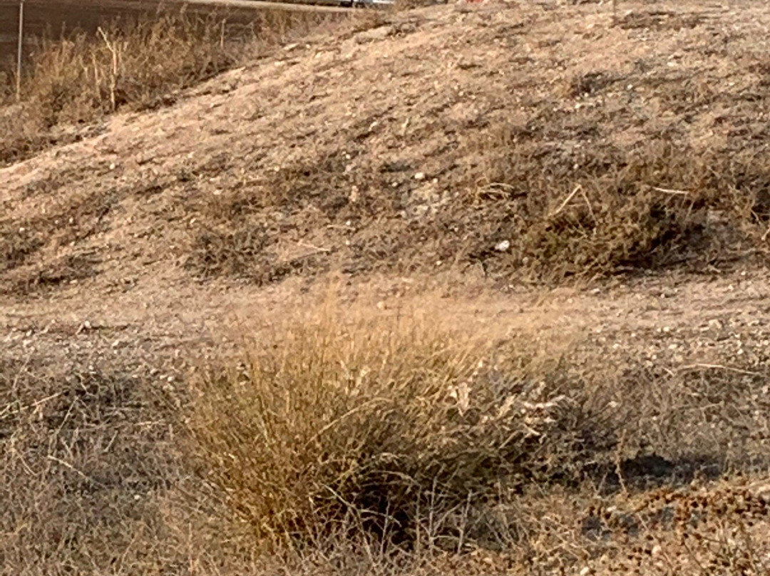 House of the Sun (Tel Beit Shemesh)景点图片