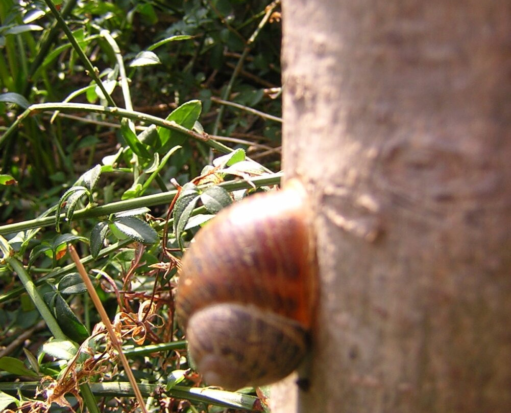 Parco Giovanni Callioni景点图片