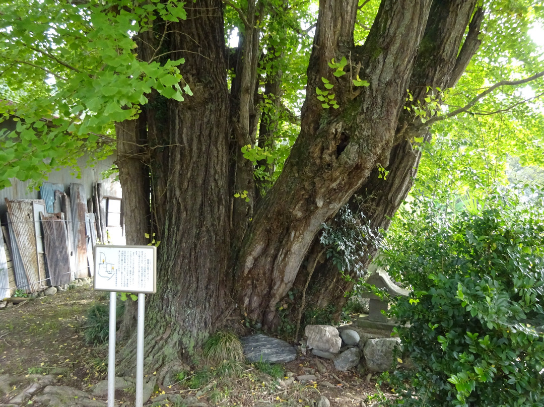 Chichibuhime no Maidenhair Tree-皆野町必去景点