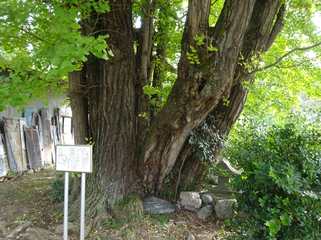 Chichibuhime no Maidenhair Tree景点图片
