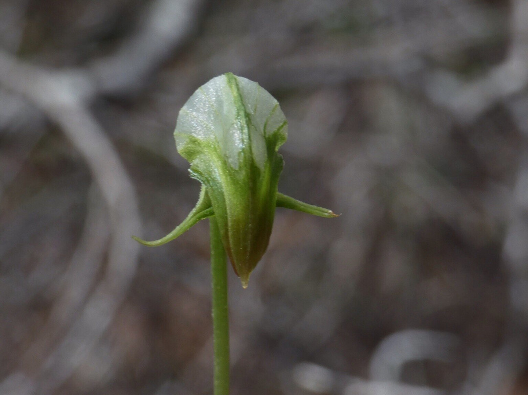 Cube Rock-South Mount Cameron必去景点