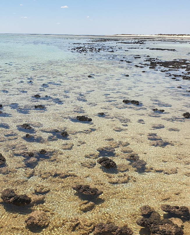 Stromatolites of Shark Bay-德纳姆必去景点