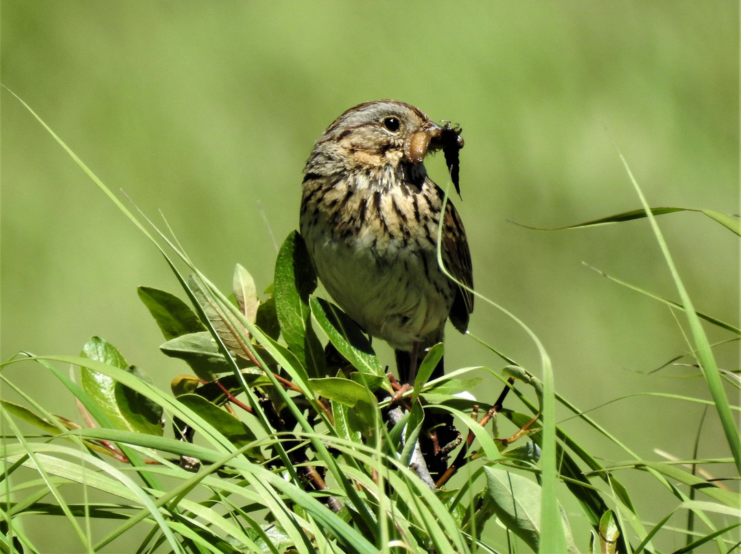 Green Mountain Loop-落基山国家公园必去景点