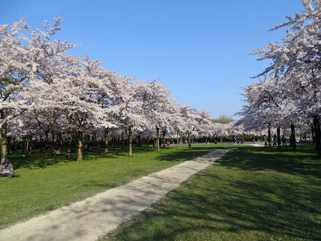 Kersenbloesempark景点图片