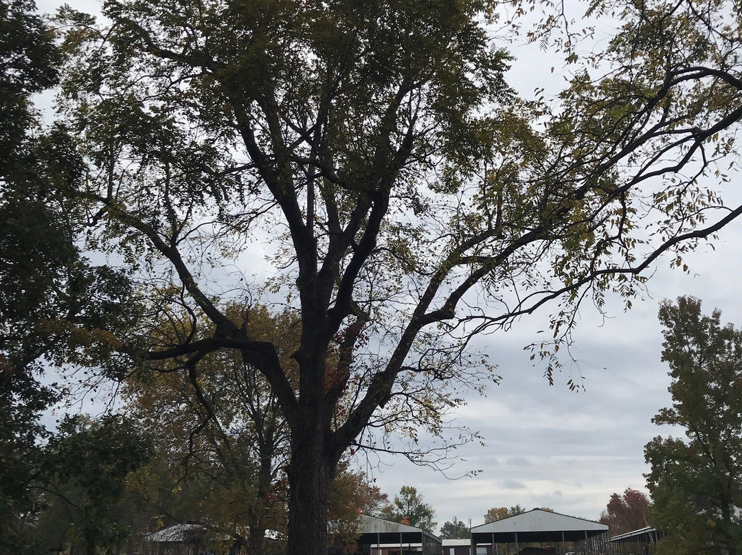 Olney City Park-Olney必去景点