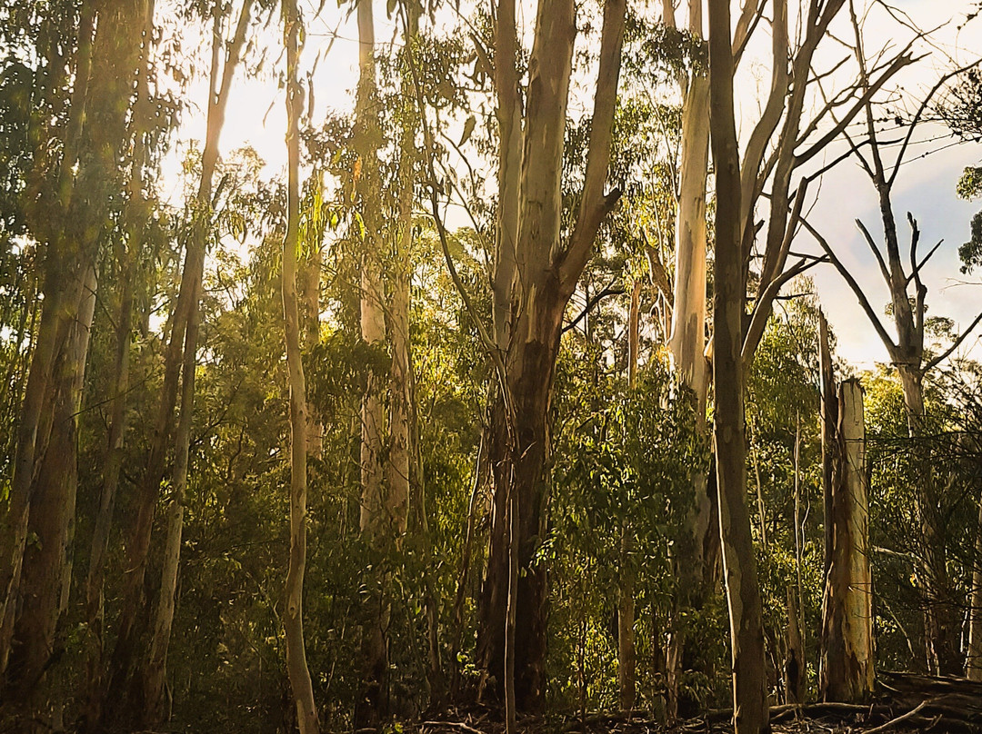 Wild Mindfulness Australia-戴尔斯福特必去景点