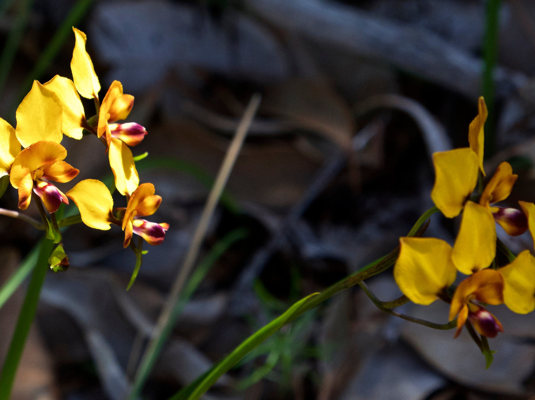 Wireless Hill Park-Ardross必去景点