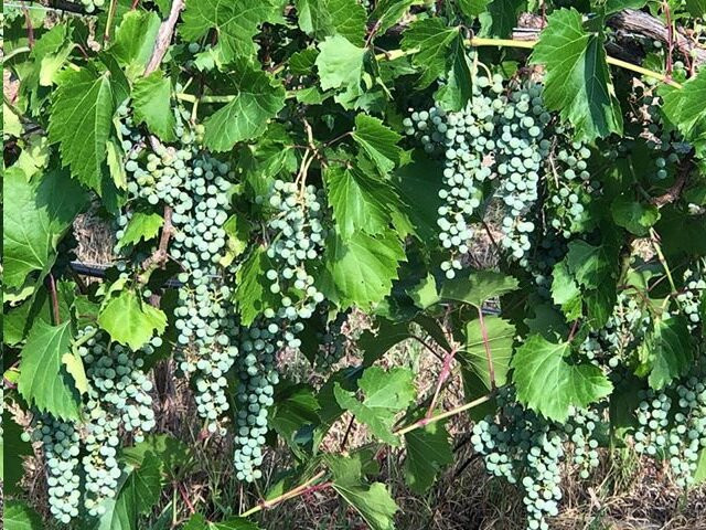 Tongue River Winery-迈尔斯城必去景点