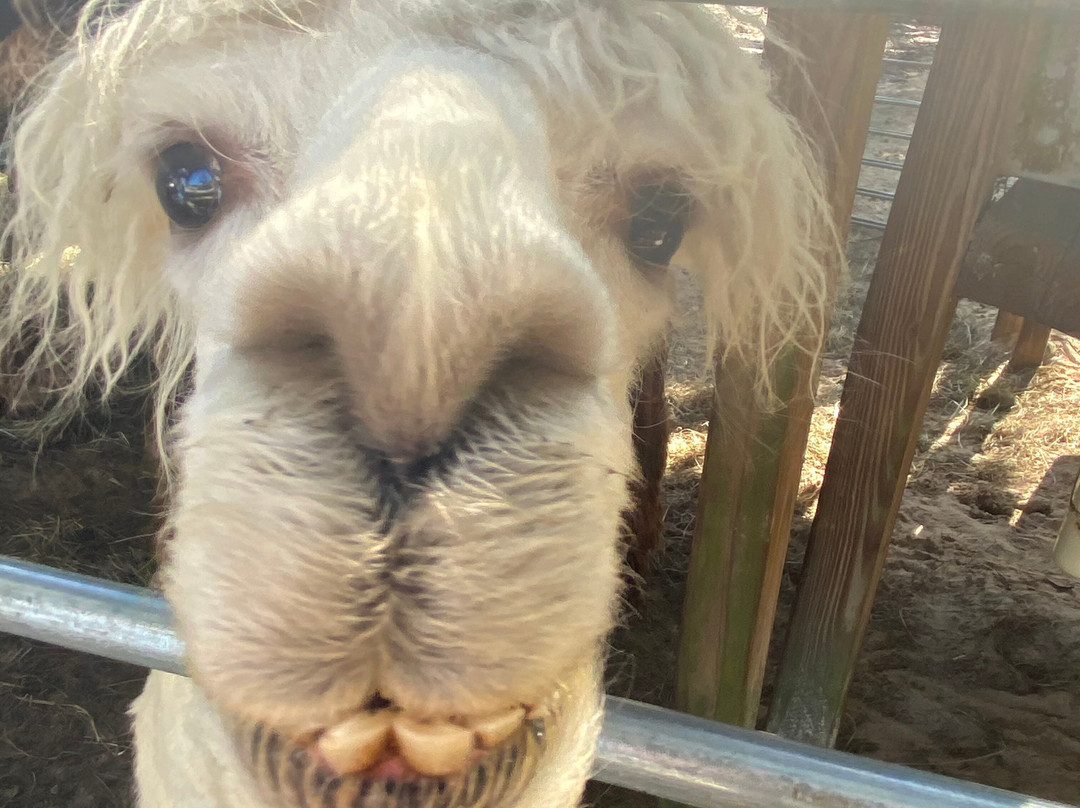 Funny Farm Alpacas-Lecanto必去景点