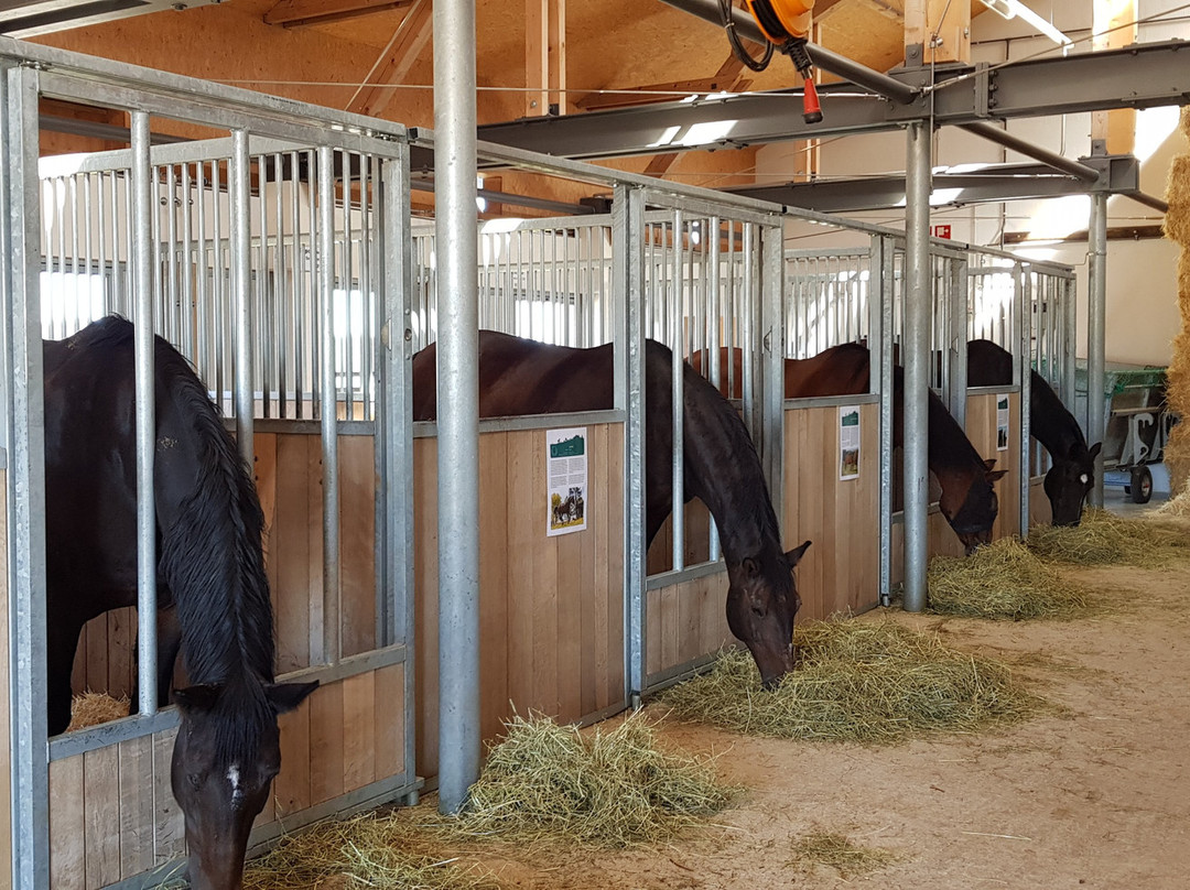 Fondation pour le cheval Le Roselet-Les Breuleux必去景点