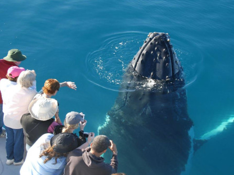 WhaleWatcher.com.au-赫维湾必去景点