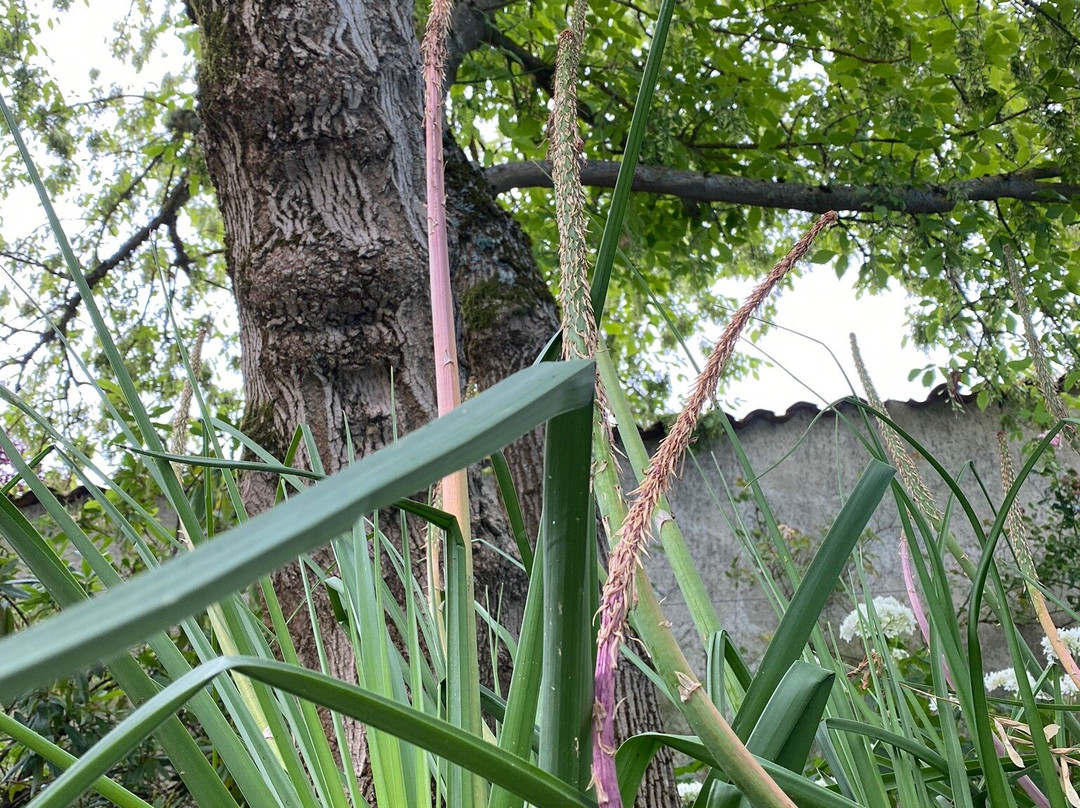 Divin Mélange主图