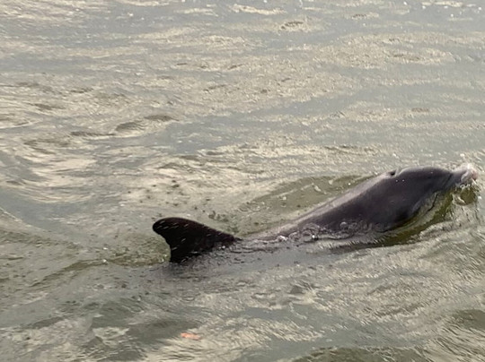 Fish-Tale Marina-迈尔斯堡海滩必去景点