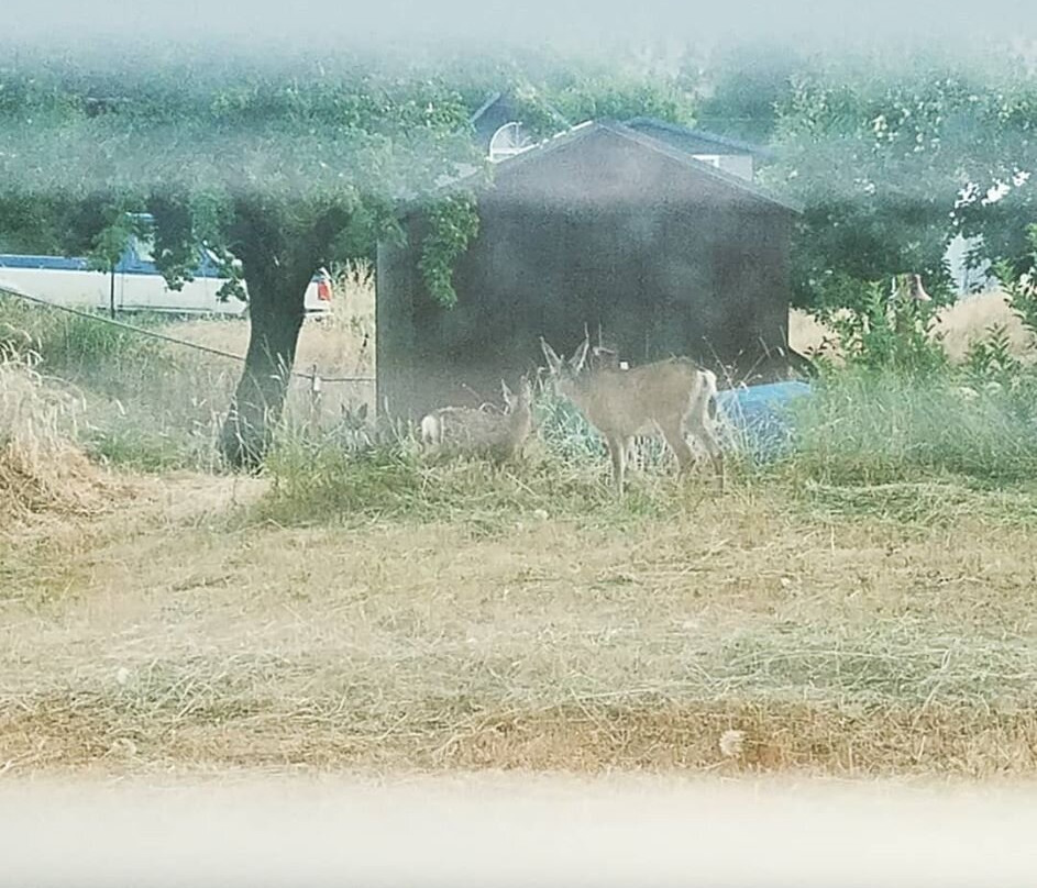 Dreamer's Lodge主图