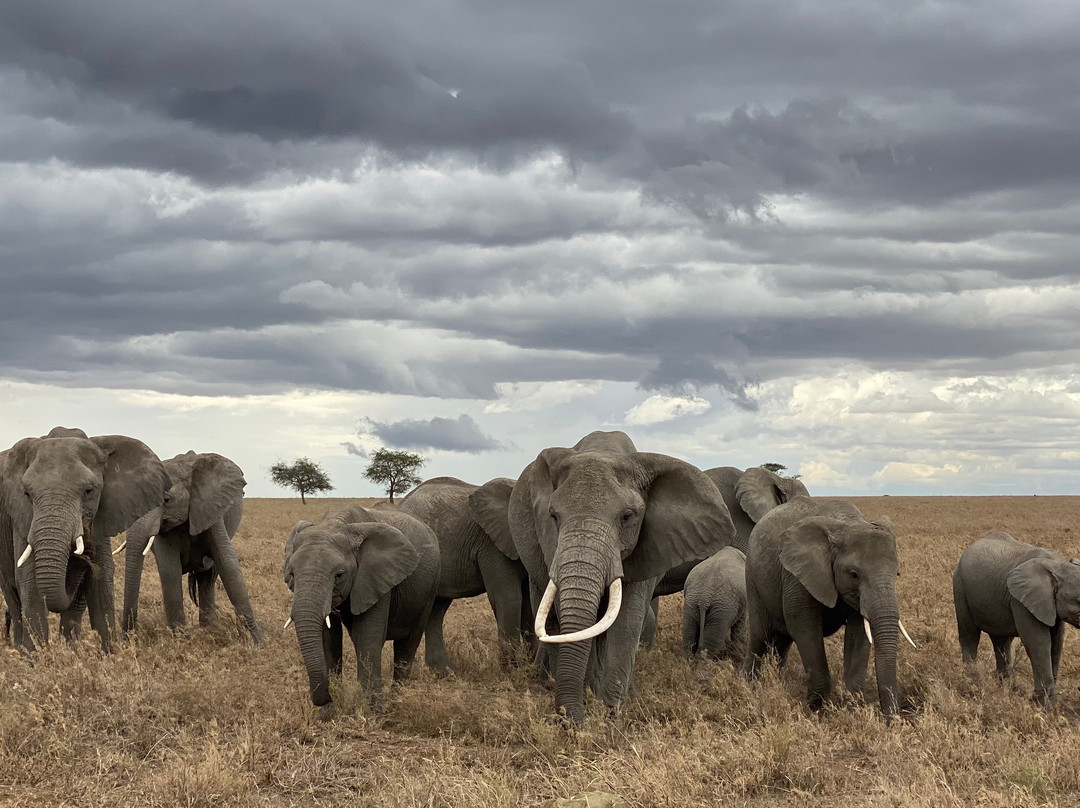 New Adventure Safaris-阿鲁沙必去景点