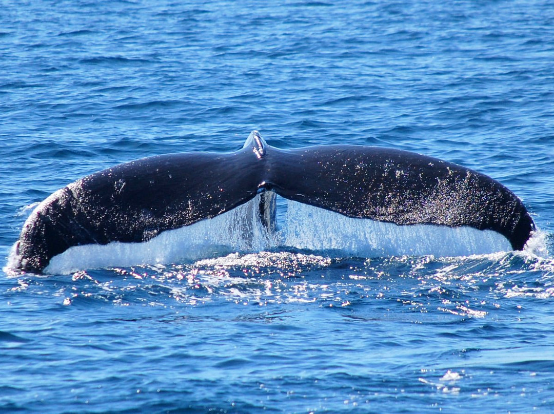 圣迭戈观鲸之旅景点图片