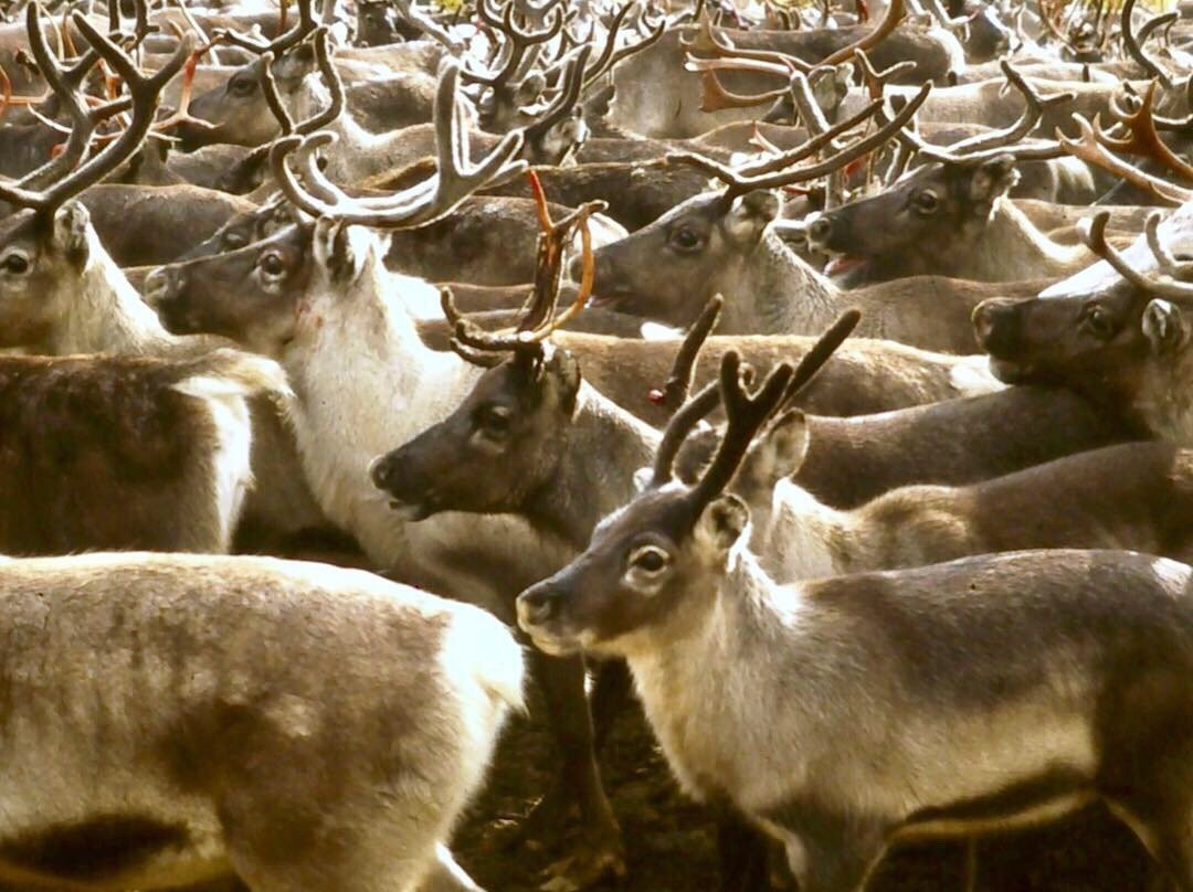 Ljungdalens Hemslojd & Cafe-Ljungdalen必去景点