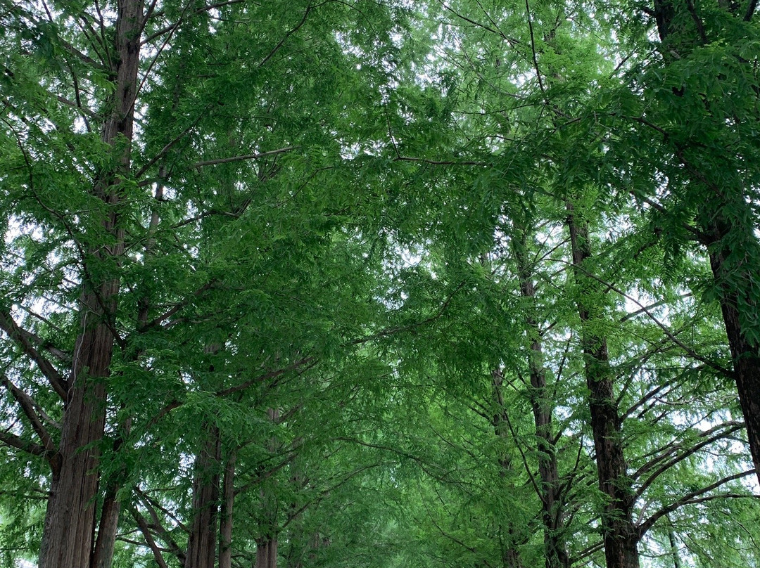 Damyang Metasequoia Road-潭阳郡必去景点