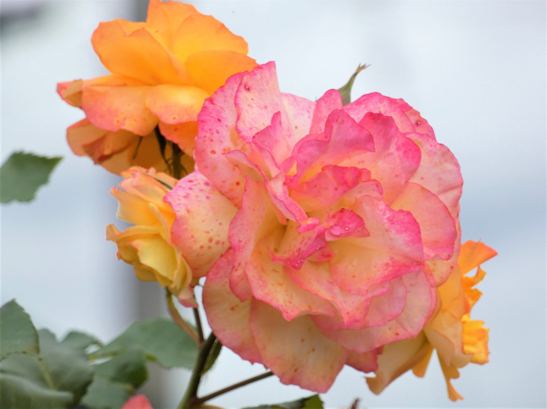 Godo Rose Park-神户町必去景点