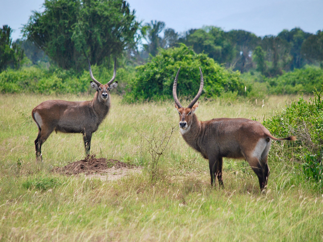 Golden Trekkers-Ruhengeri必去景点