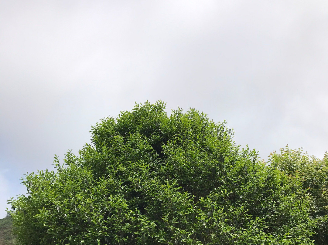 Suoi Giang - Yen Bai-Yen Bai必去景点