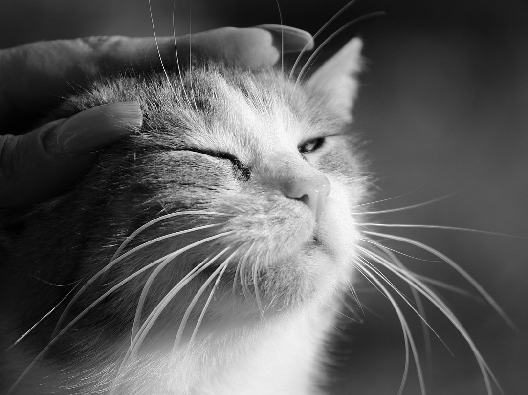 Gatteo旅游攻略图片