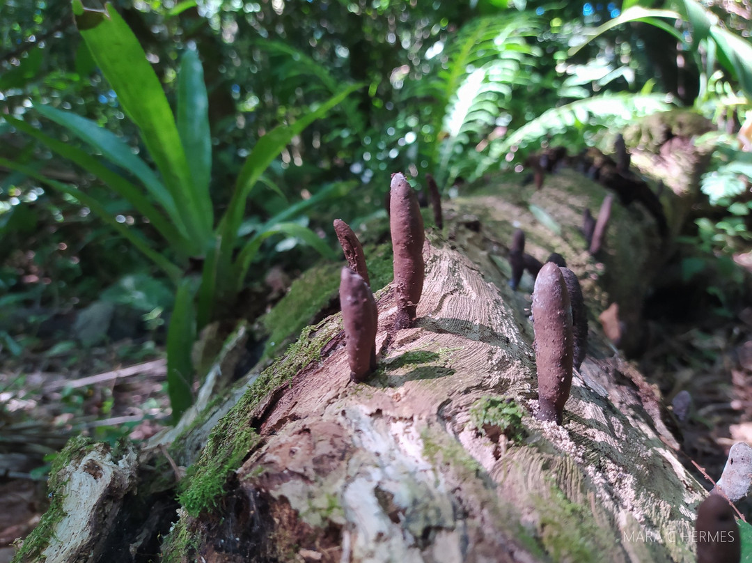 Reserva Biologica Mata Paludosa-Itati必去景点