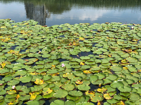苏州太湖湿地公园-苏州市必去景点