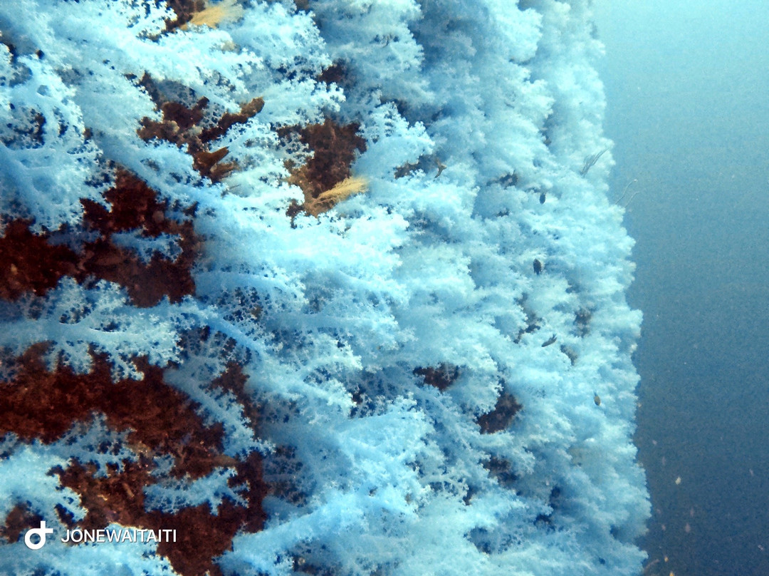 Dive Academy Fiji-Waiyevo必去景点