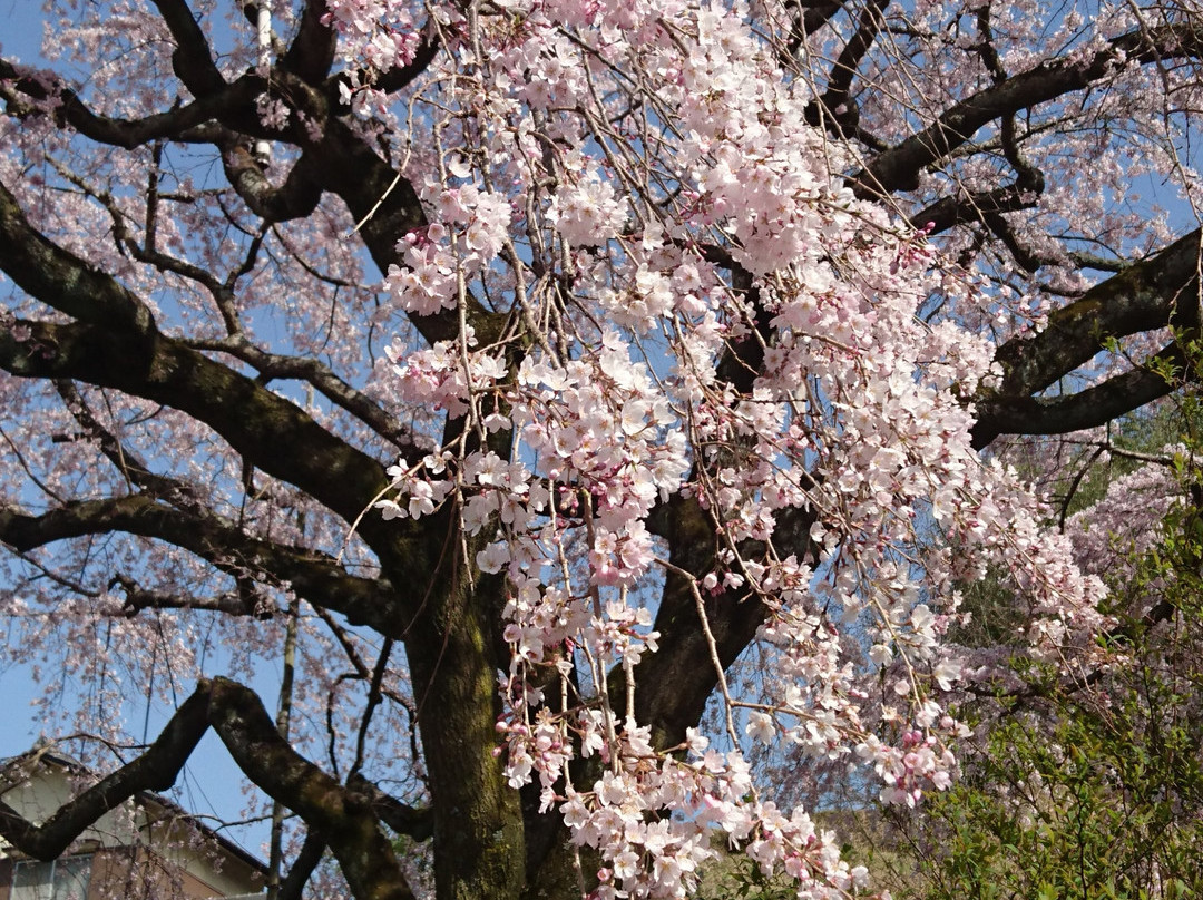 Shidarezakura of Horike景点图片